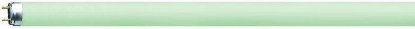 Imagine TUB FLUORESCENT T8  36W/ 66               VERDE OSRAM